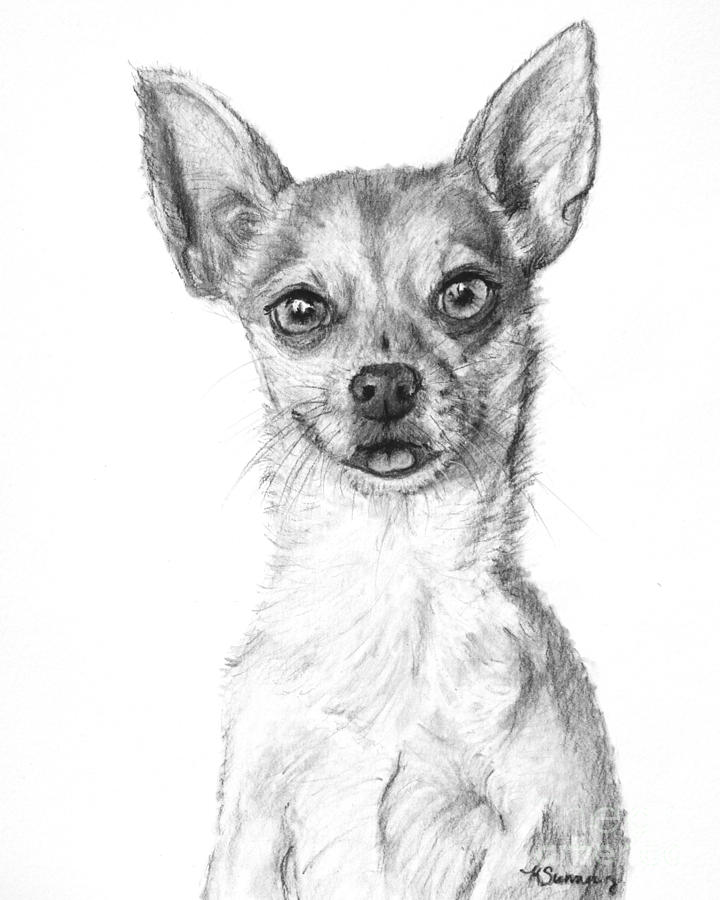 Chihuahua Drawing Pictures