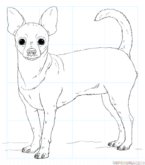 Chihuahua Drawing Realistic