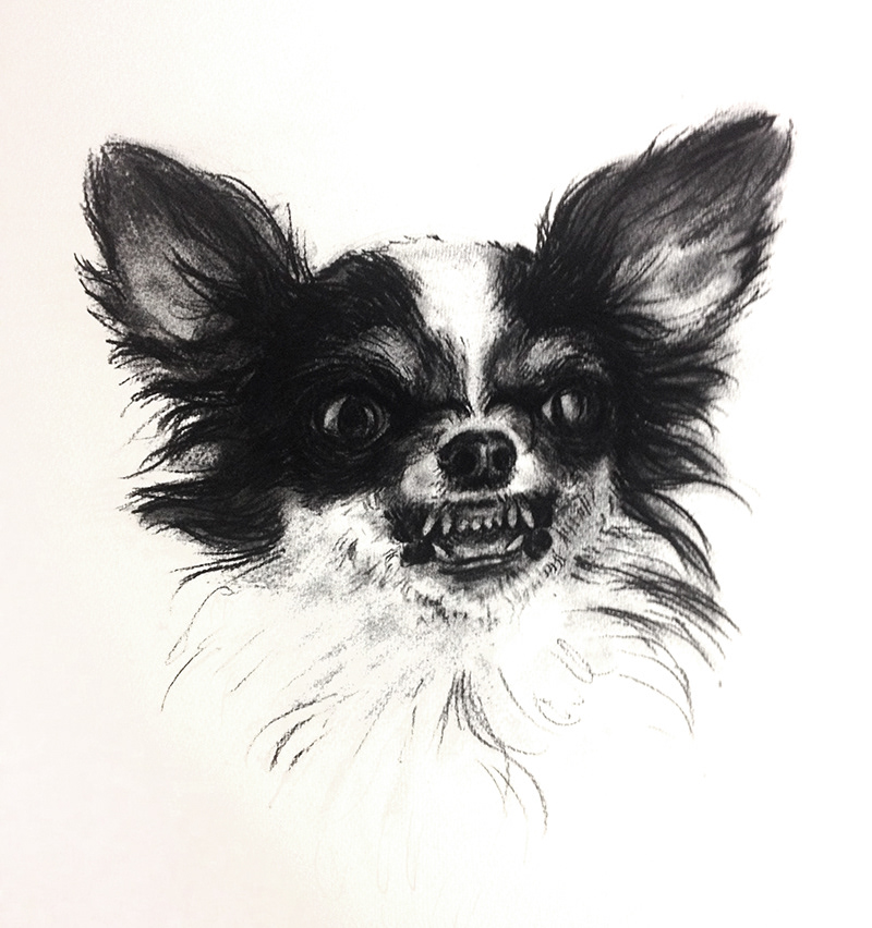 Chihuahua Drawing Sketch