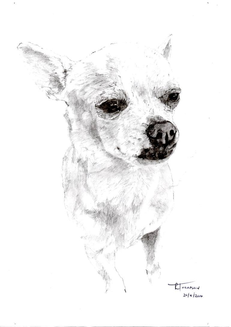 Chihuahua Drawing