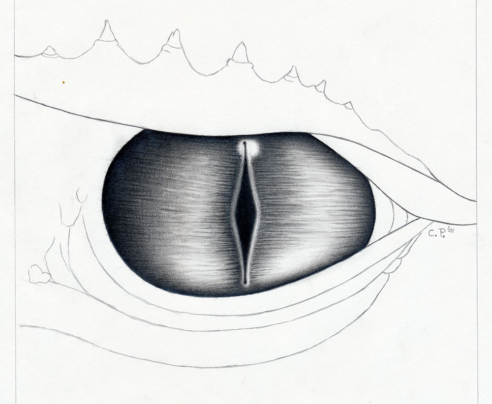 Crocodile Eye Art Drawing