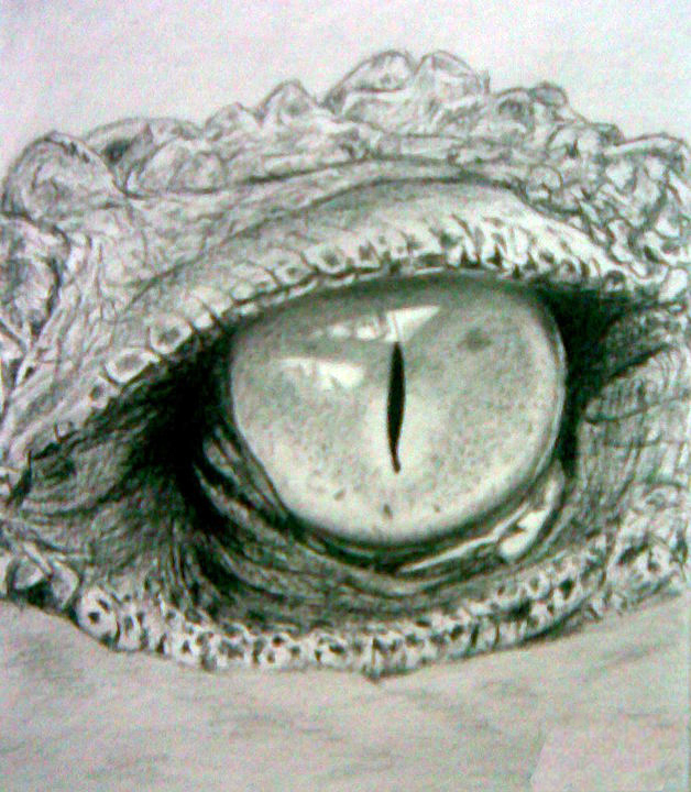 Crocodile Eye Drawing Art