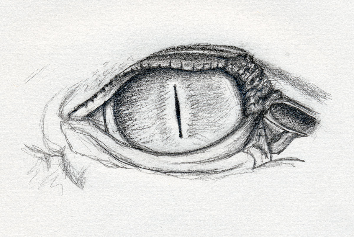 Crocodile Eye Drawing Images