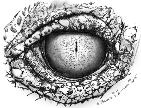 Crocodile Eye Drawing Pic