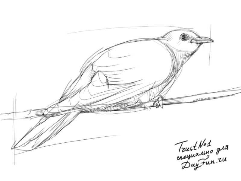 Cuckoo Bird Art Drawing