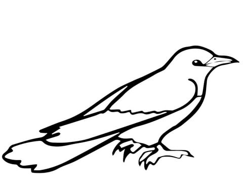 Cuckoo Bird Drawing Beautiful Image