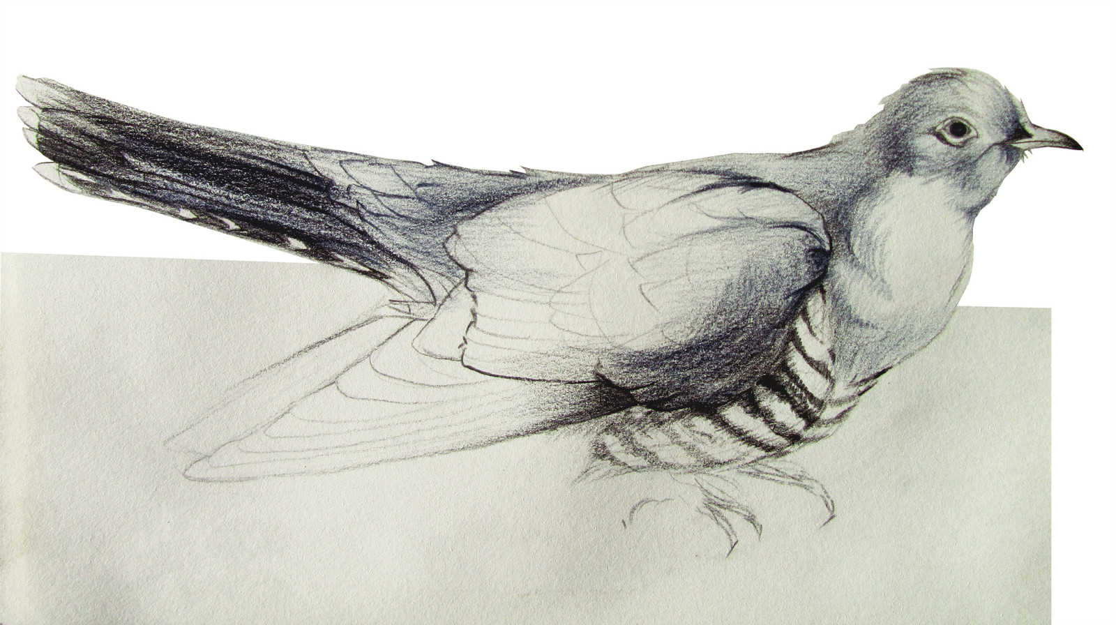 Cuckoo Bird Drawing High-Quality