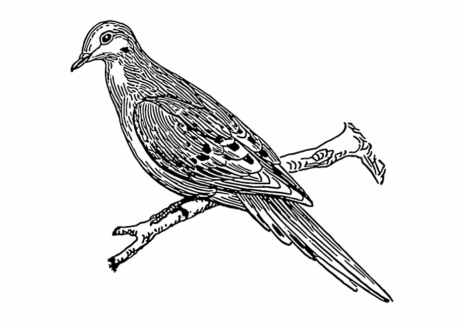 Cuckoo Bird Drawing Image