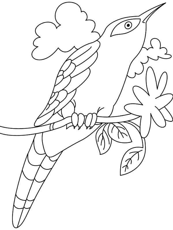 Cuckoo Bird Drawing Photo