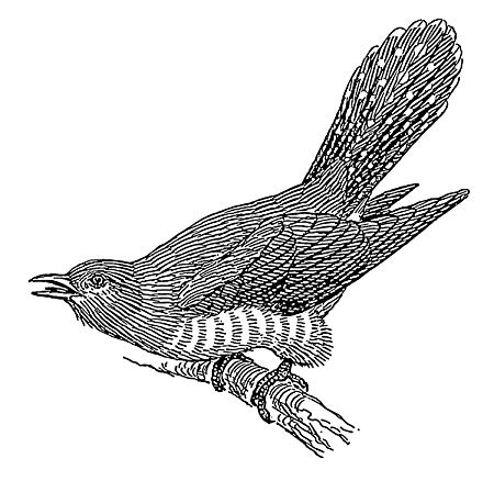Cuckoo Bird Drawing Pic