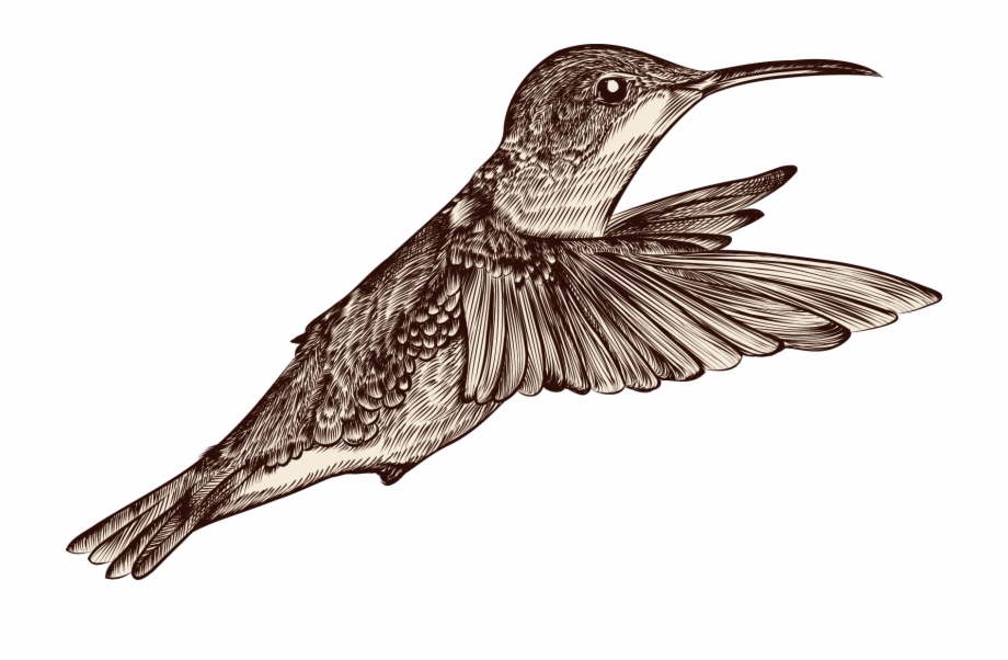 Cuckoo Bird Drawing Pics