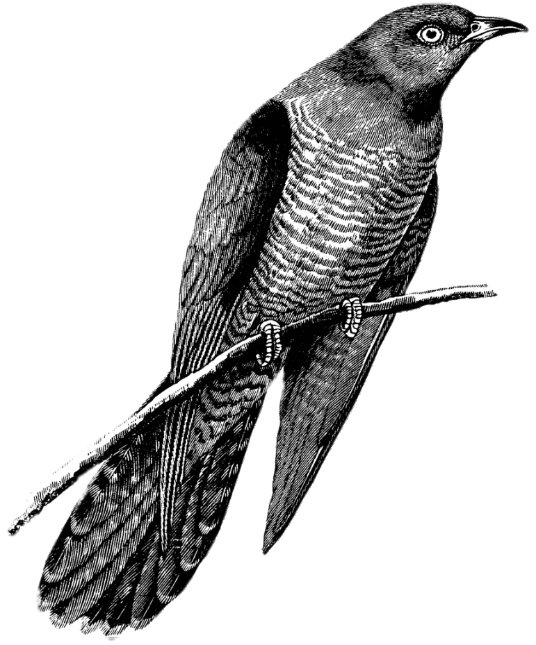 Cuckoo Bird Drawing Picture