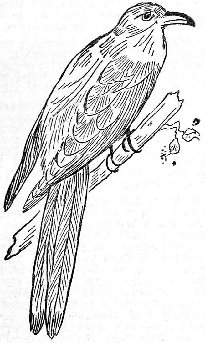 Cuckoo Bird Drawing Realistic