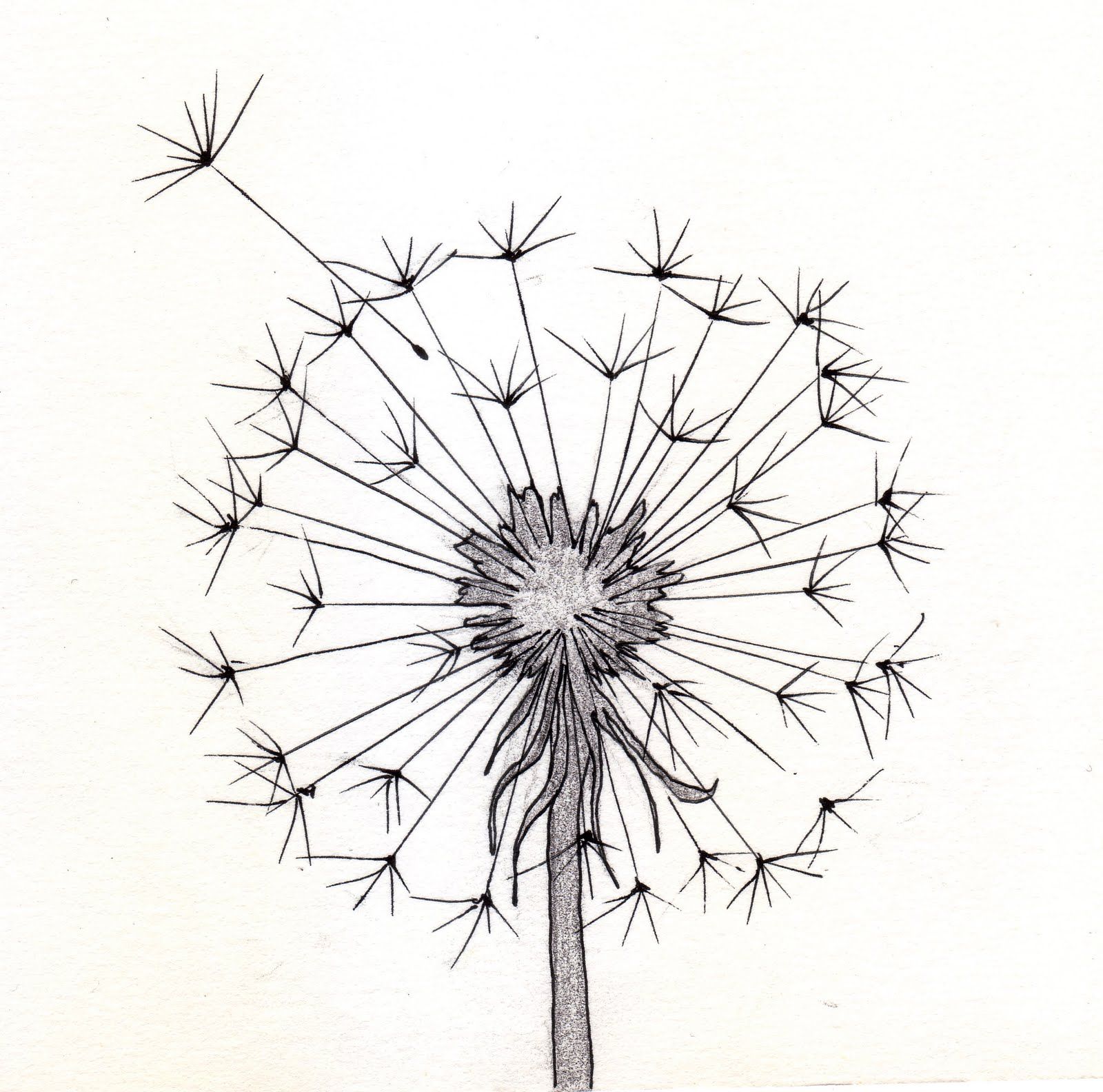 Dandelion Drawing Image