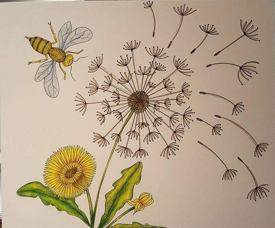 Dandelion Drawing Picture