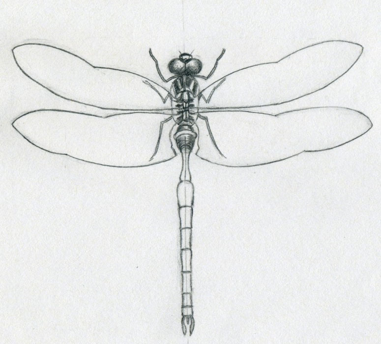 Dragonfly Drawing Amazing