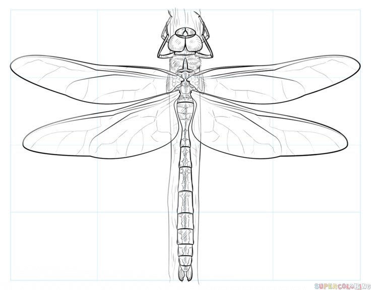 Dragonfly Drawing Art