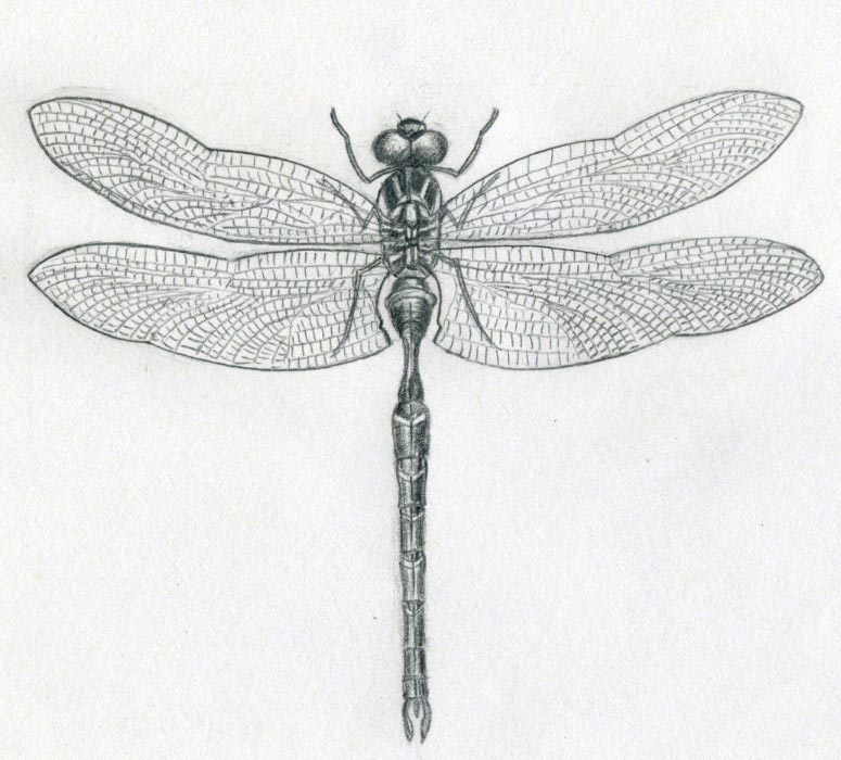 Dragonfly Drawing Best