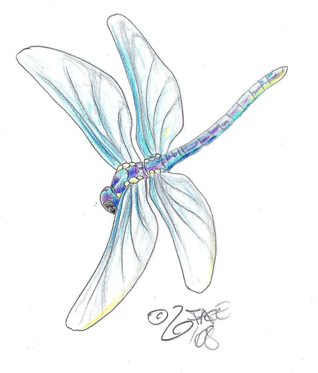 Dragonfly Drawing Image