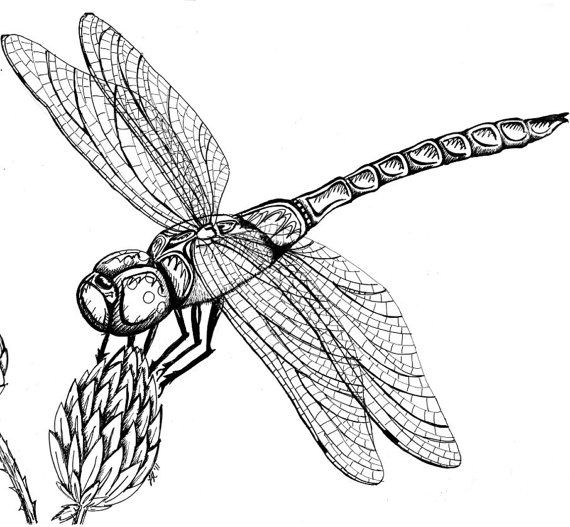 Dragonfly Drawing Picture