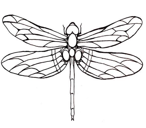 Dragonfly Drawing