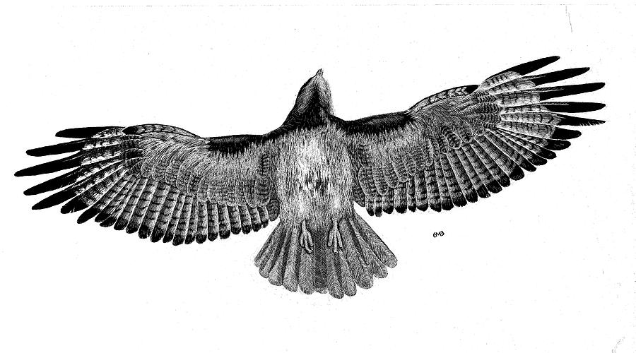 Flying Hawk Drawing Art