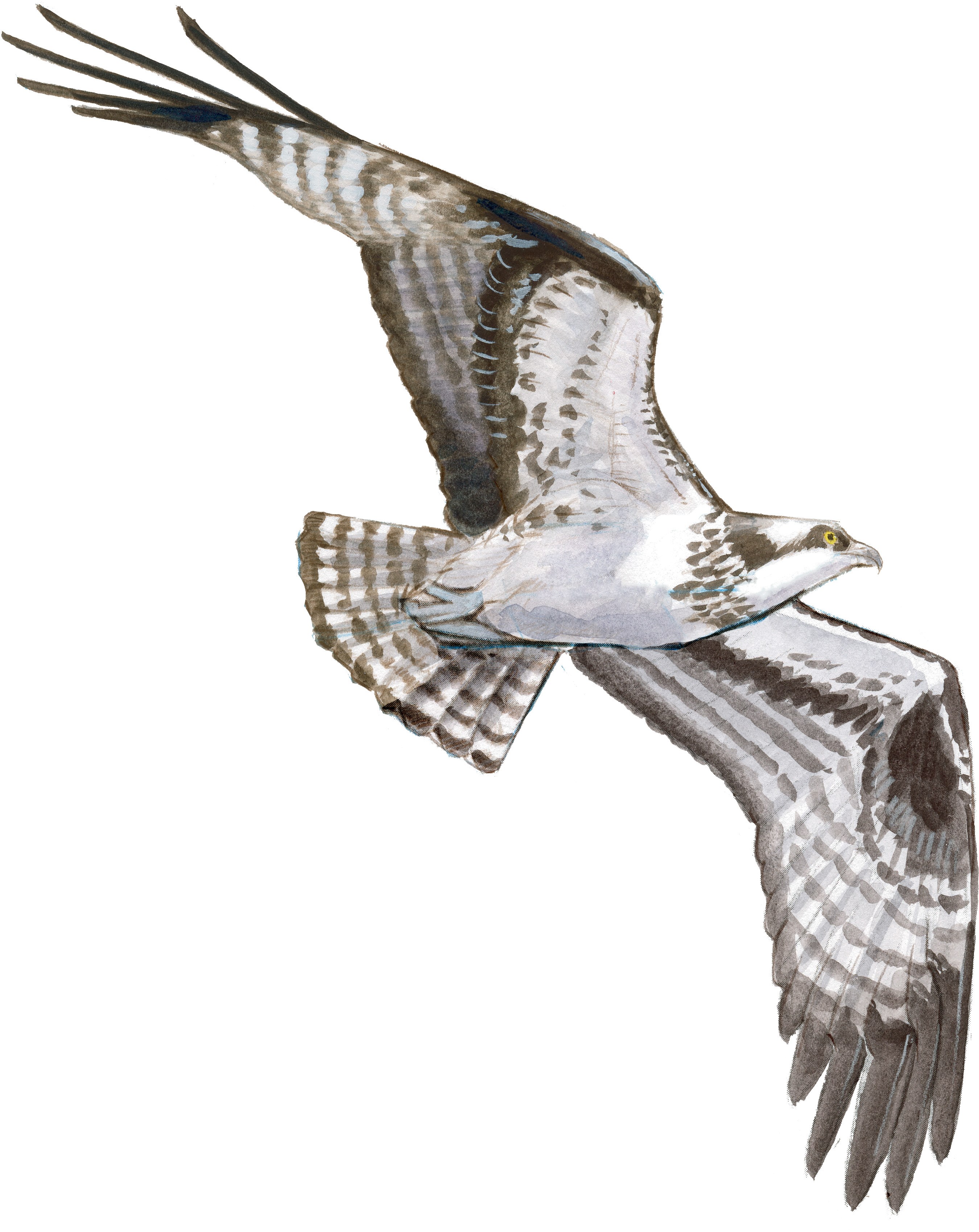 Flying Hawk Drawing Image