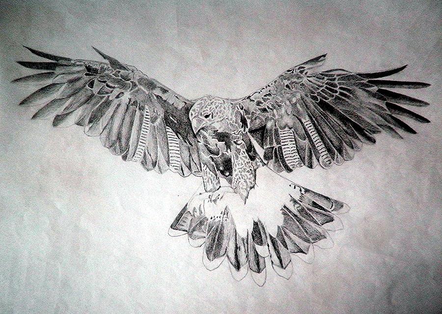 Flying Hawk Drawing Photo