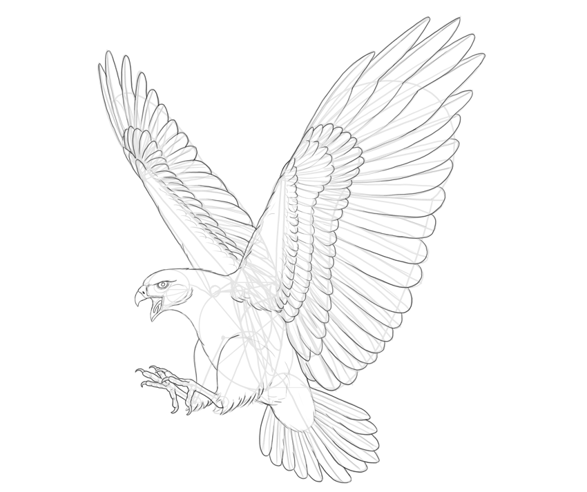 Flying Hawk Drawing Pic