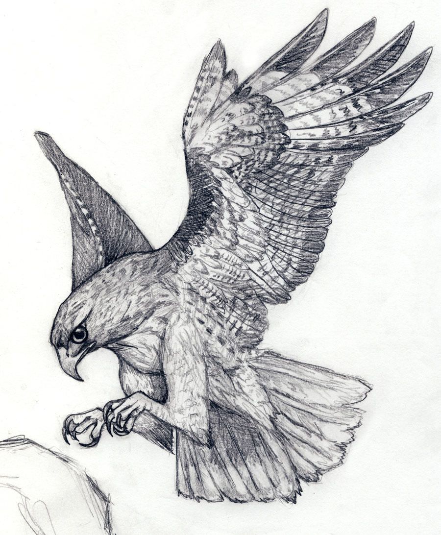 Flying Hawk Drawing Pics