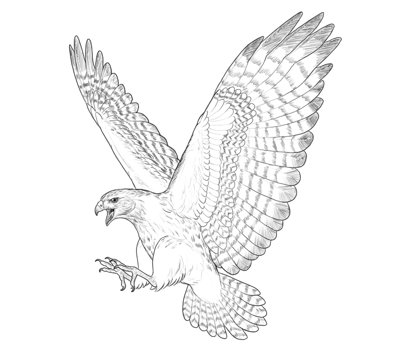 Flying Hawk Drawing Sketch
