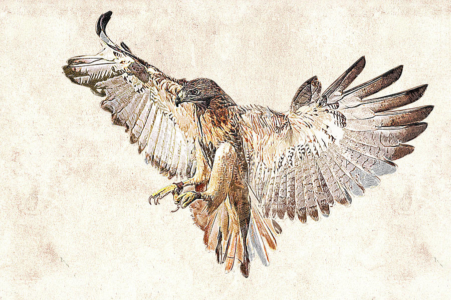 Flying Hawk Drawing