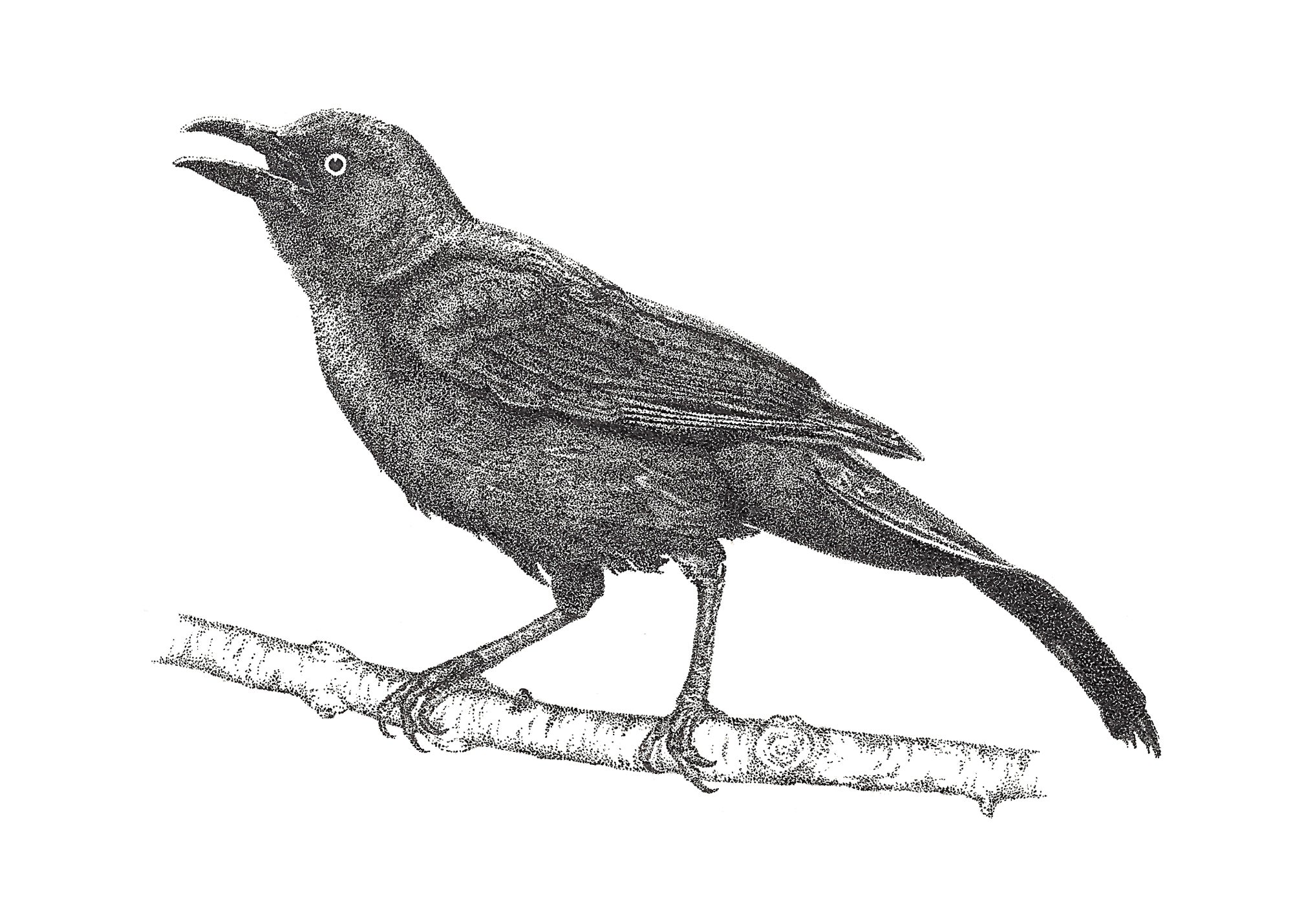 Grackle Art Drawing