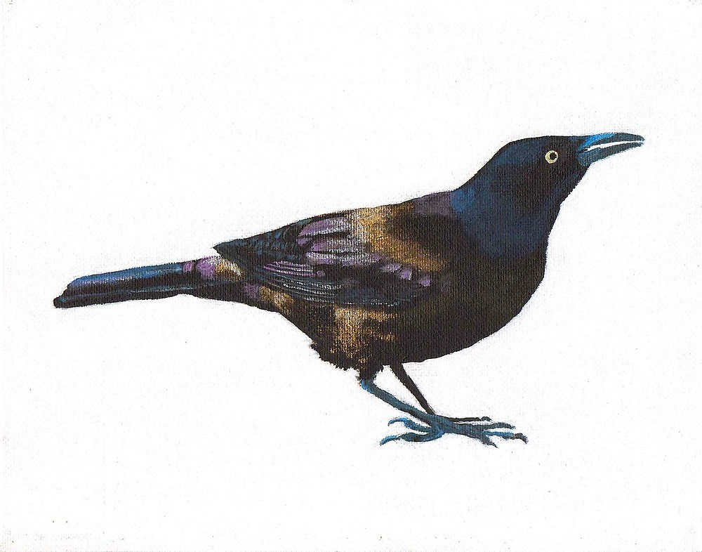 Grackle Drawing Amazing