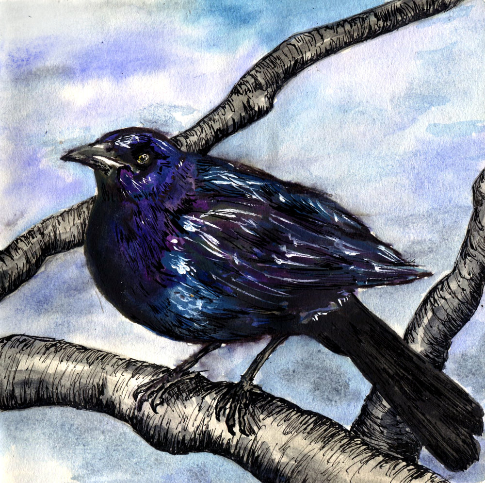 Grackle Drawing Art