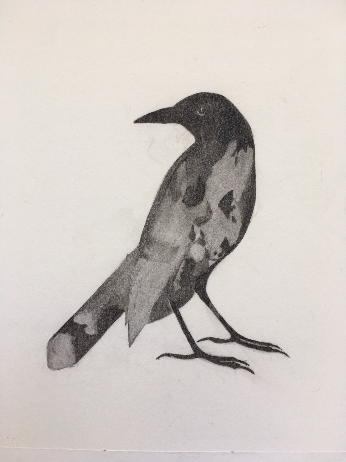 Grackle Drawing Beautiful Art