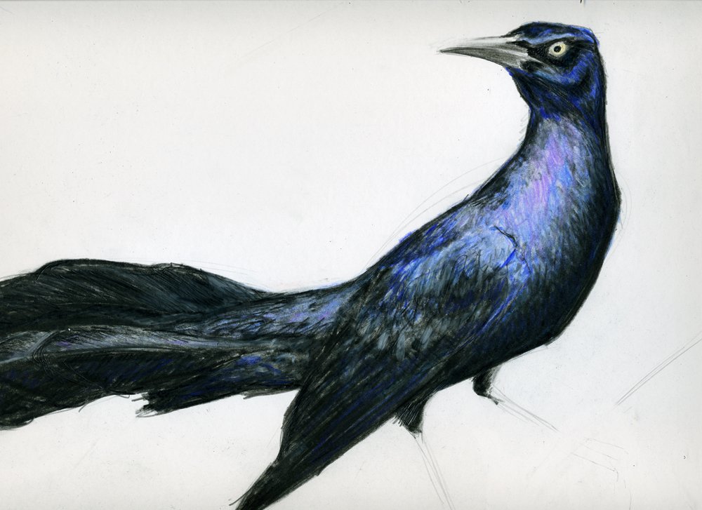 Grackle Drawing Beautiful Image