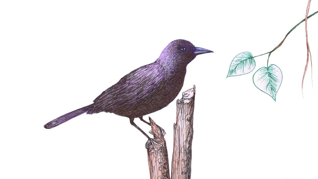 Grackle Drawing Creative Art