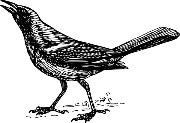 Grackle Drawing High-Quality