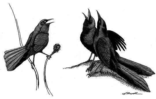Grackle Drawing Image