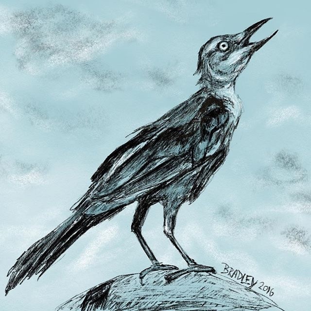 Grackle Drawing Images