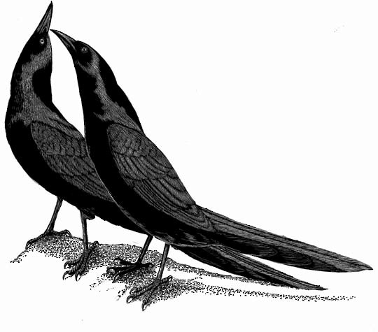 Grackle Drawing Photo