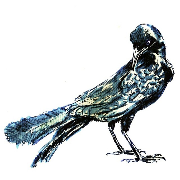 Grackle Drawing Photos