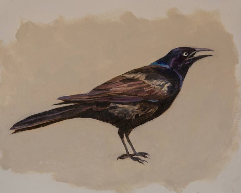 Grackle Drawing Pic