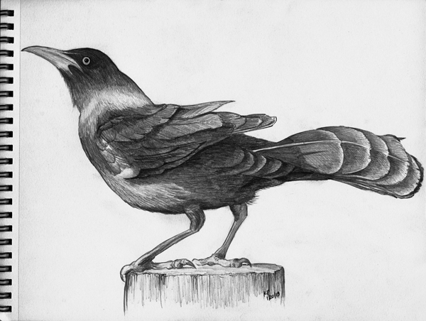 Grackle Drawing Pics