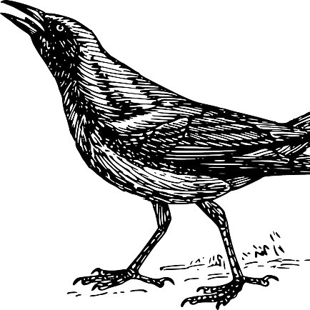 Grackle Drawing Pictures