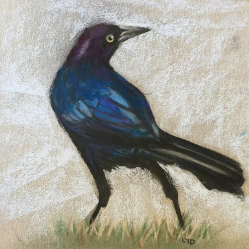 Grackle Drawing Realistic
