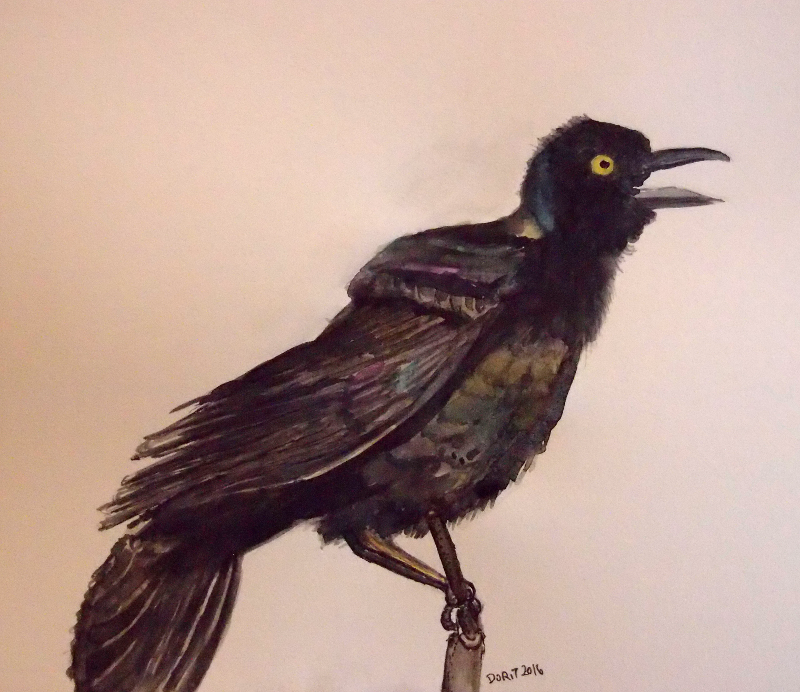 Grackle Drawing