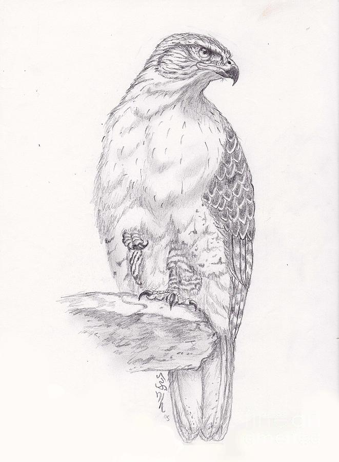 Hawk Drawing Amazing
