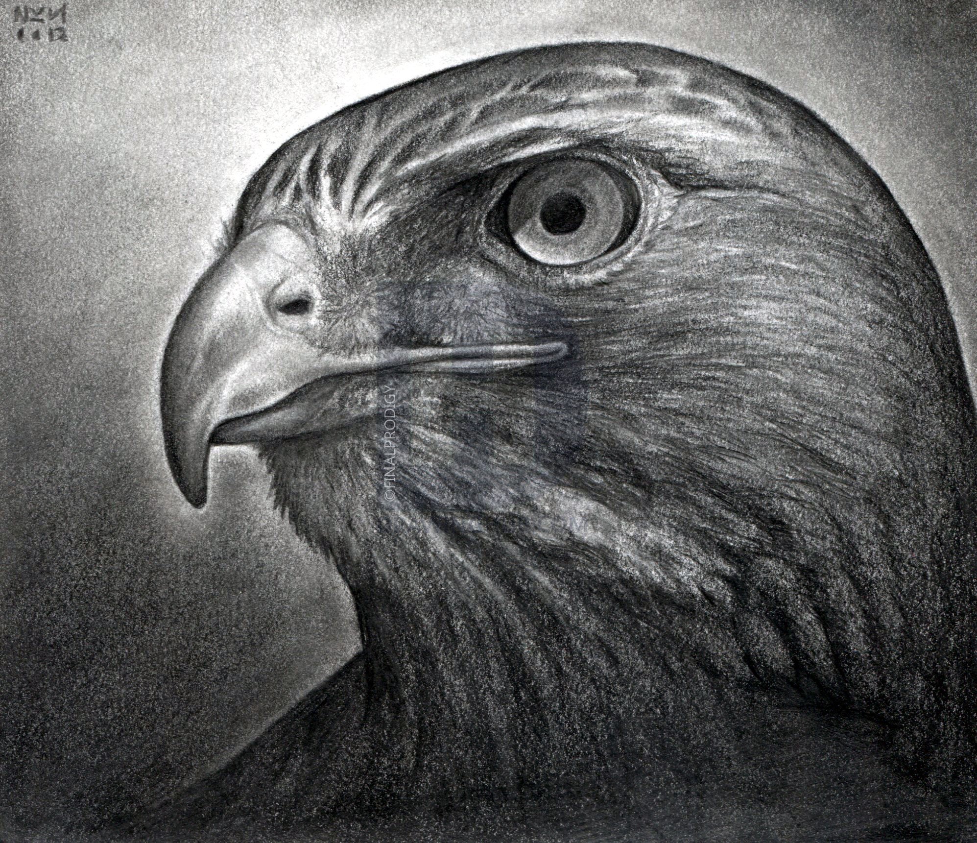 Hawk Drawing Art